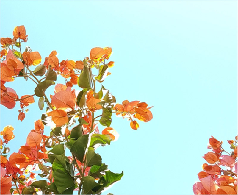 空中花園